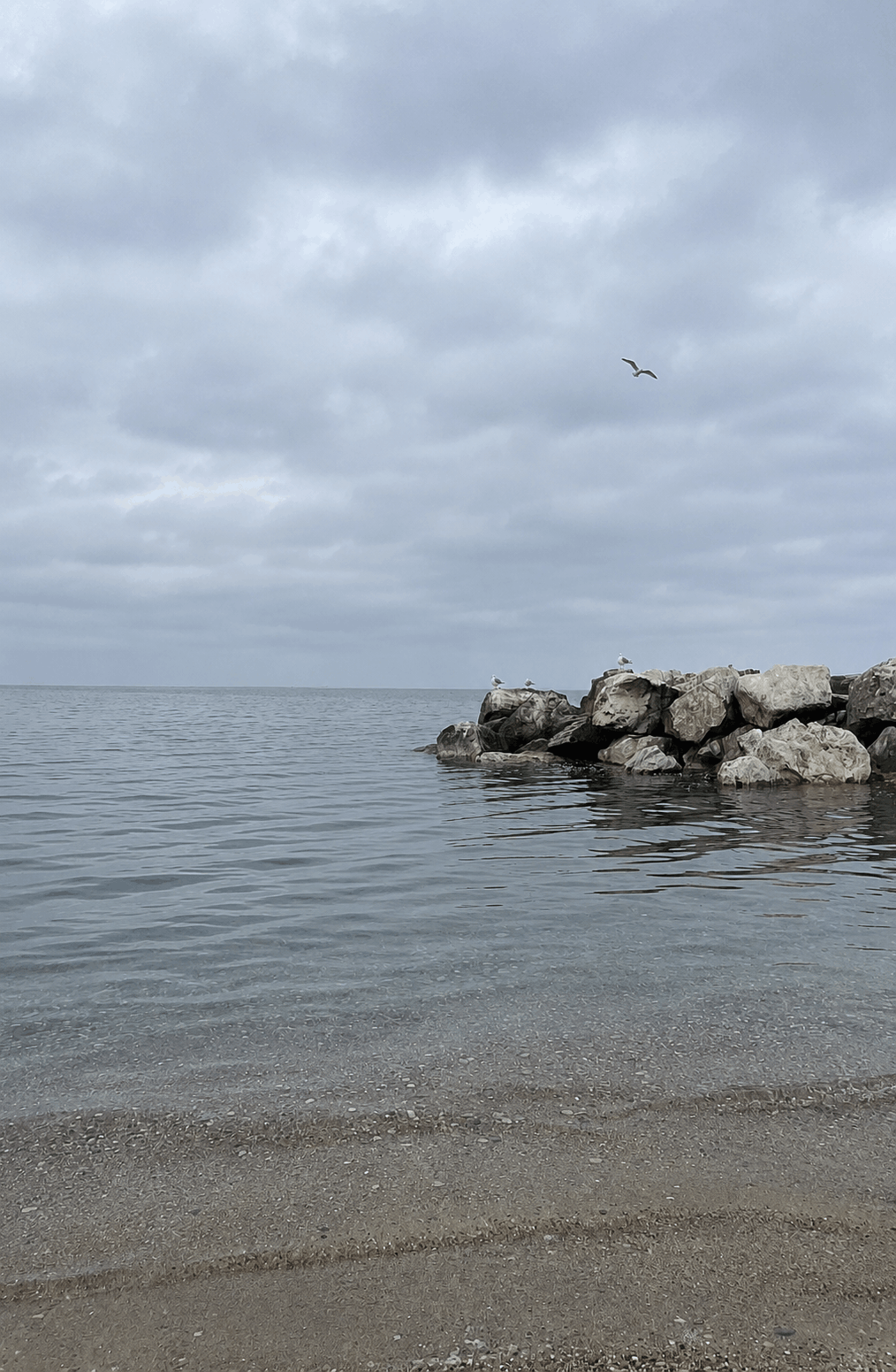 seagulls-lake-michigan (1)
